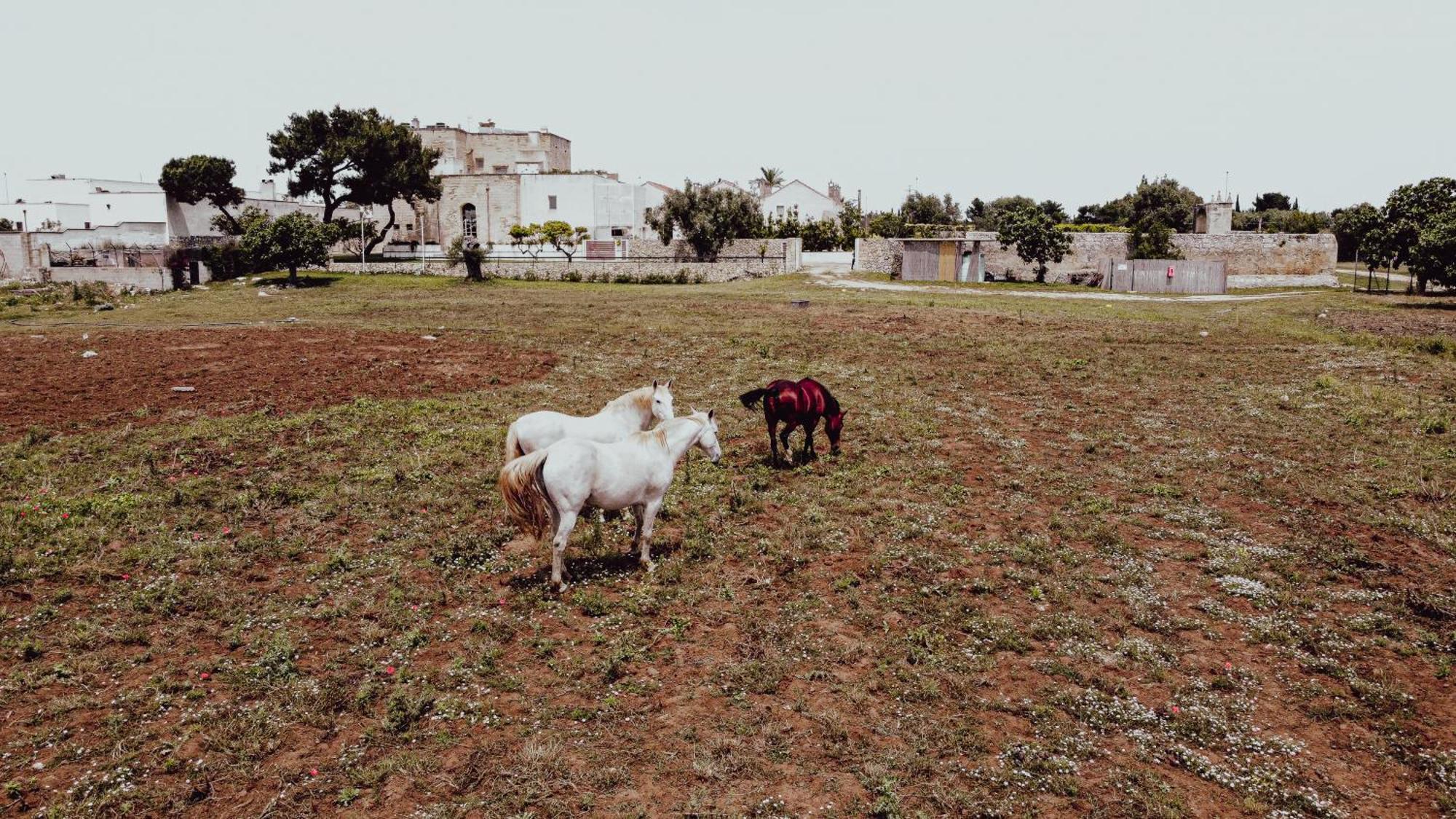 Masseria Francescani Torre Chianca Eksteriør bilde